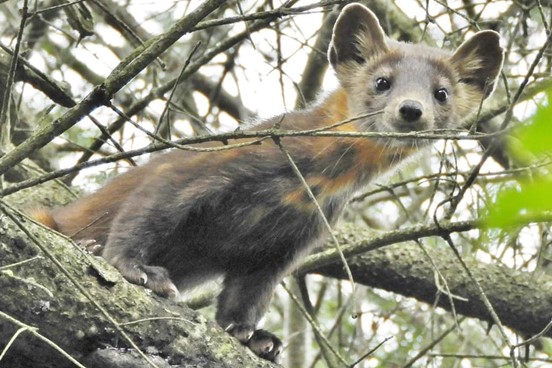 Pine_Marten Pine_Marten